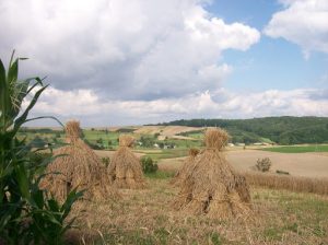 żniwa
